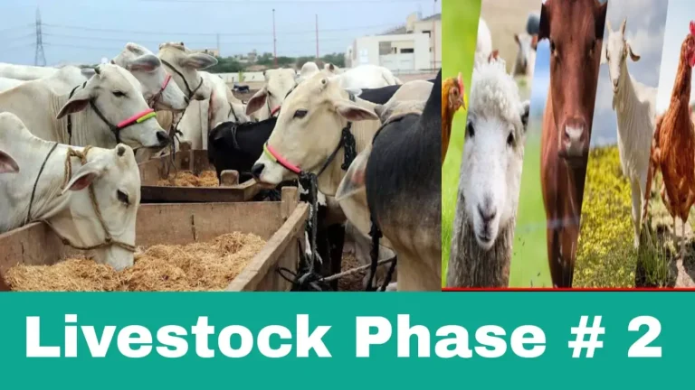 CM Punjab Free Livestock Program Phase 2